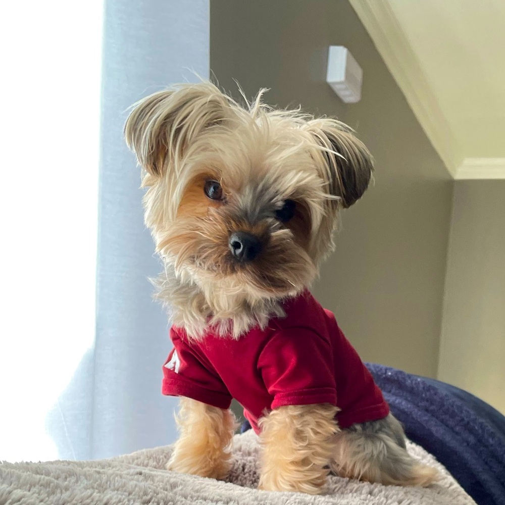 Meet your Posher, Angelina